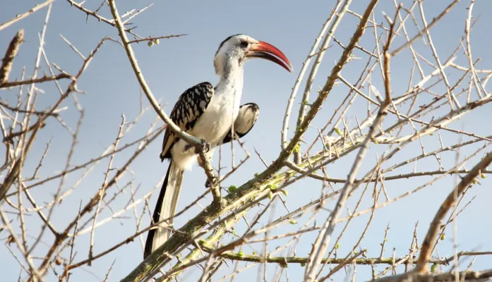File:Northern Red-billed Hornbill (Tockus erythrorhynchus) (45648509035).jpg