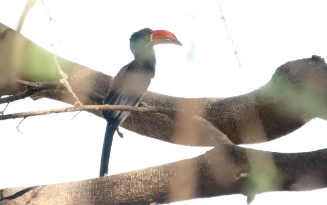 File:Crowned Hornbill (Lophoceros alboterminatus) (32688892978).jpg