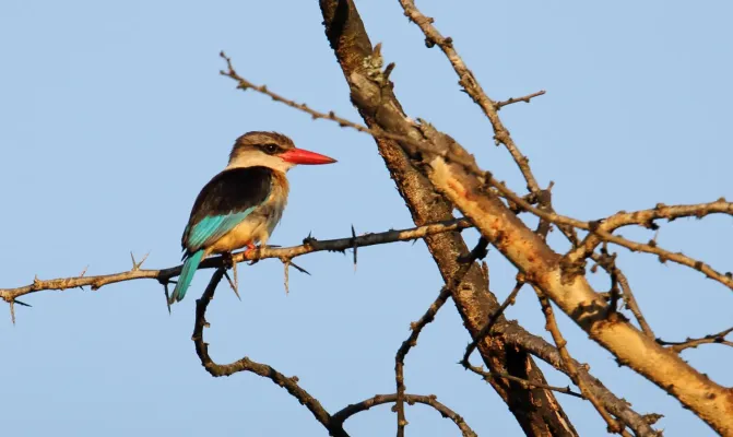 File:Brown-hooded Kingfisher (Halcyon albiventris) (45838498904).jpg