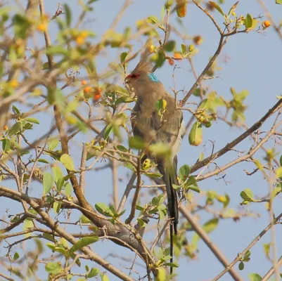 File:Blue-naped Mousebird (Urocolius macrourus) (45838500434).jpg