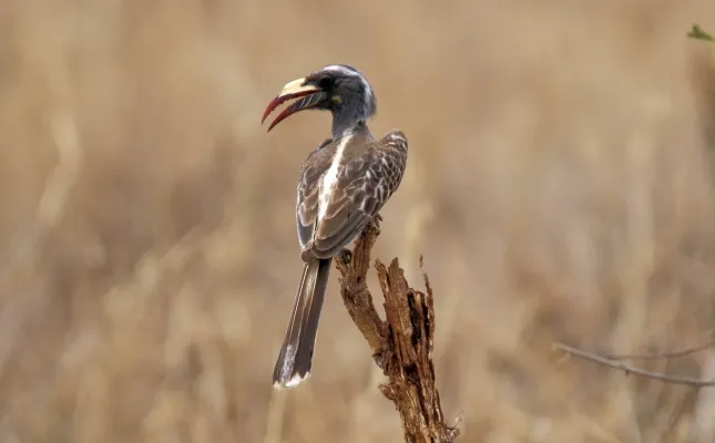 File:African Grey Hornbill (Lophoceros nasutus) (45838510004).jpg