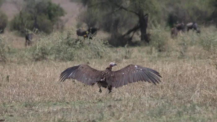 File:Lappet-faced Vulture (Torgos tracheliotos) (45647847905).jpg