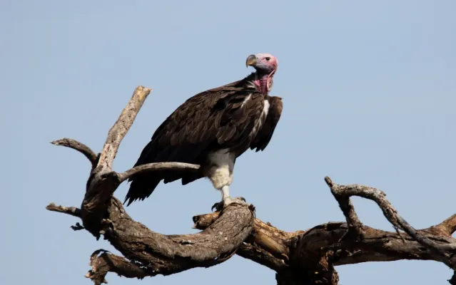 File:Lappet-faced Vulture (Torgos tracheliotos) (46561681481).jpg