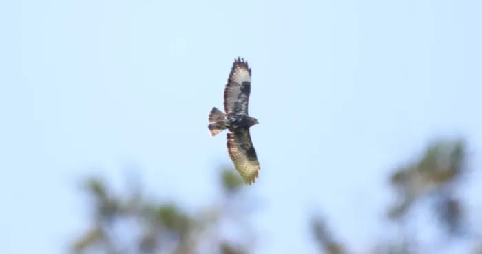 File:Mountain Buzzard (Buteo oreophilus) (45837296904).jpg