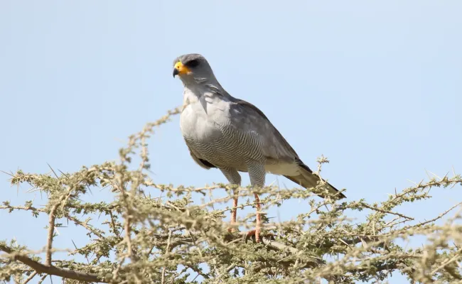 File:Eastern Chanting-Goshawk (Melierax poliopterus) (32687738258).jpg
