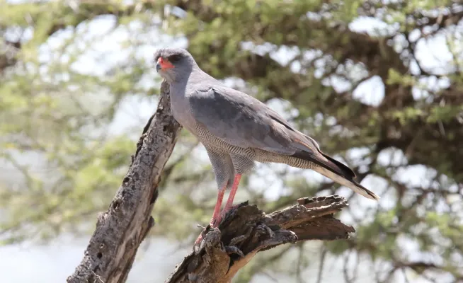 File:Dark Chanting-Goshawk (Melierax metabates) (32687745798).jpg