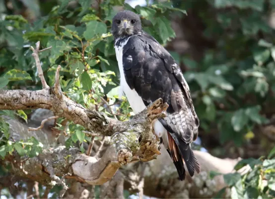 File:Augur Buzzard (Buteo augur) (32687770438).jpg