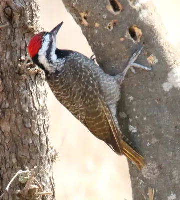 File:Bearded Woodpecker (Chloropicus namaquus) male.jpg