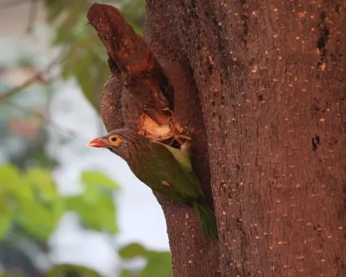 File:Brown-headed Barbet Psilopogon zeylanicus in Chandigarh.jpg