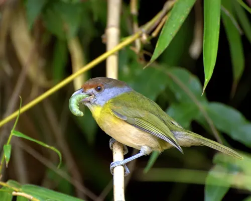 File:Cyclarhis gujanensis -eating green caterpillar.jpg