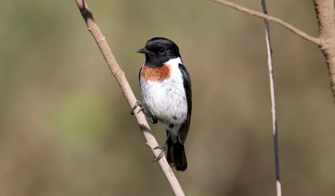 File:African Stonechat (Saxicola torquatus), Tanzania (45855480924).jpg