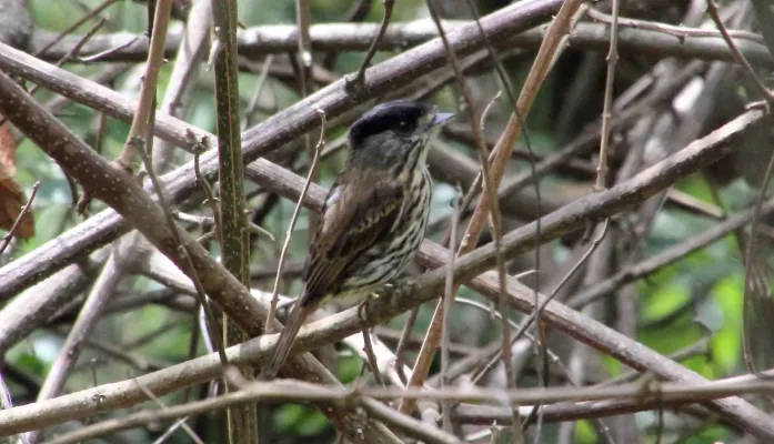 File:African Broadbill (Smithornis capensis) (45855507554).jpg