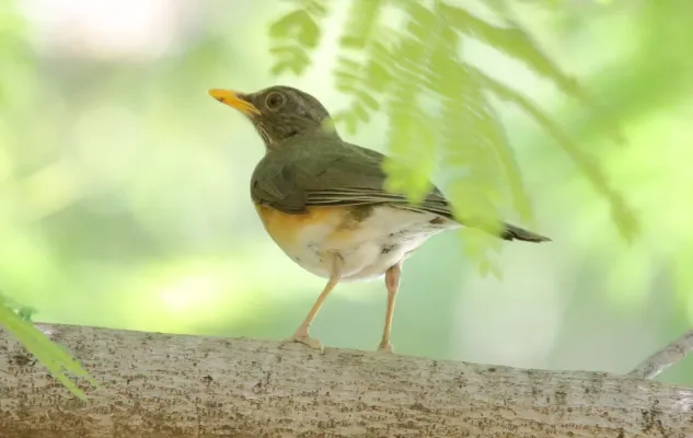 File:Abyssinian Thrush (Turdus abyssinicus) (46579719271).jpg