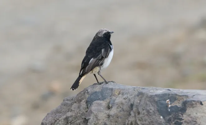 File:Abyssinian Wheatear (Oenanthe lugubris) (31638669907).jpg
