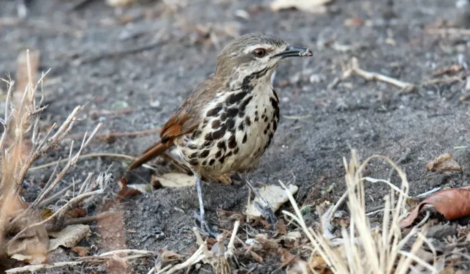 File:Spotted Morning-Thrush (Cichladusa guttata) (32705654248).jpg