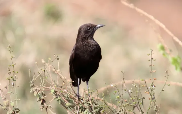 File:Northern Anteater-Chat (Myrmecocichla aethiops) (45855335184).jpg