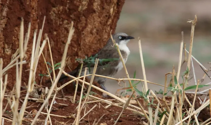 File:Northern-pied Babbler (Turdoides hypoleuca) (46578061171).jpg