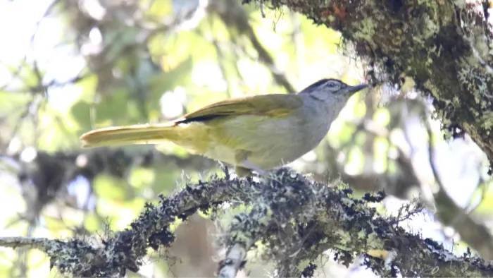 File:Mountain Greenbul (Arizelocichla nigriceps) (44760109000).jpg