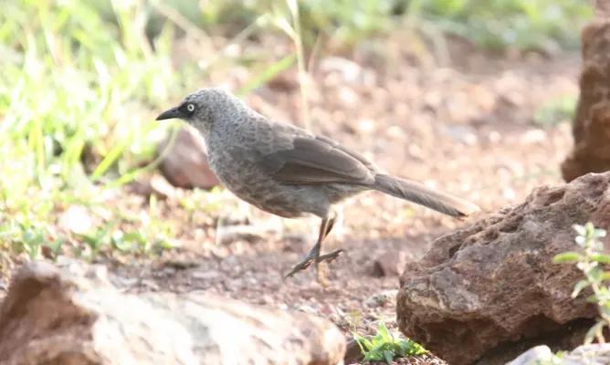 File:Black-lored Babbler (Turdoides sharpei) (32704281208).jpg
