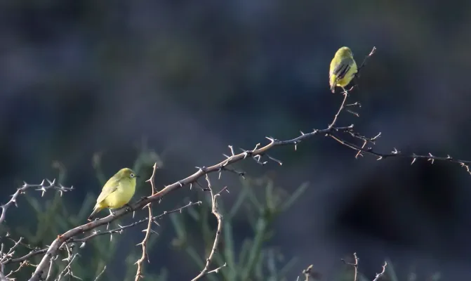 File:Abyssinian White-Eye (Zosterops abyssinicus) (45853986594).jpg