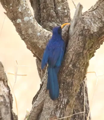 File:Abyssinian Scimitarbill (Rhinopomastus minor) (45663886995).jpg