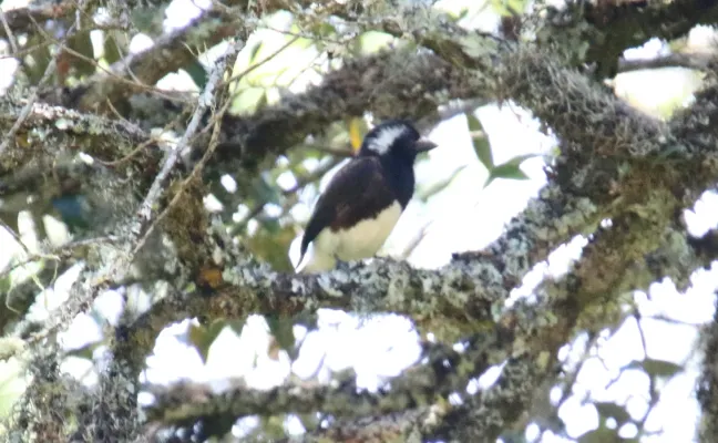 File:White-eared Barbet (Stactolaema leucotis) (46524910792).jpg