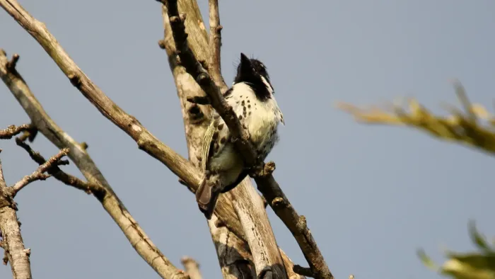 File:Spot-flanked Barbet (Tricholaema lacrymosa) (45853073194).jpg