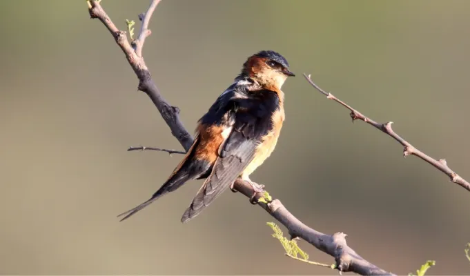 File:African Red-rumped Swallow (Cecropis melanocrissus), Tanzania (45662472495).jpg