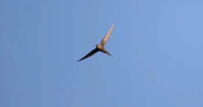 File:African Palm-Swift (Cypsiurus parvus) (46524567502).jpg