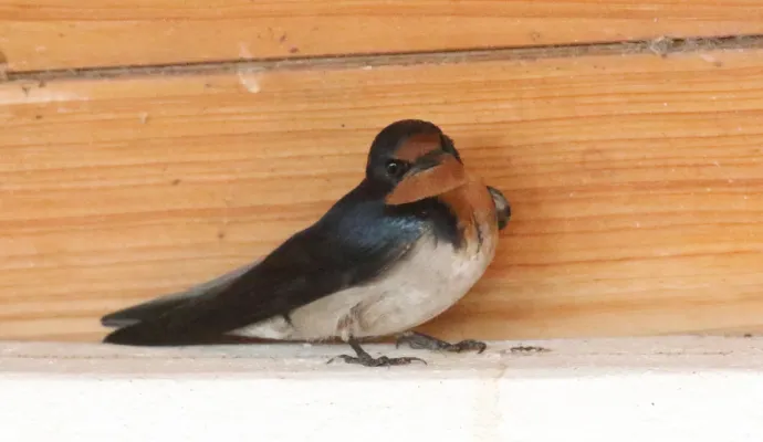 File:Angola Swallow (Hirundo angolensis) (46576799821).jpg