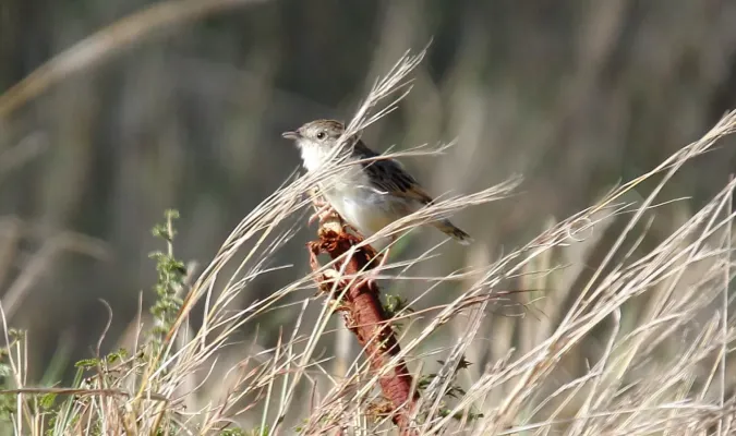 File:Croking Cisticola (Cisticola natalensis) (46523524722).jpg