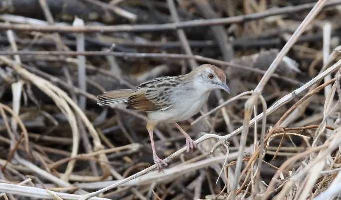 File:Rattling Cisticola (Cisticola chiniana) (44757765330).jpg