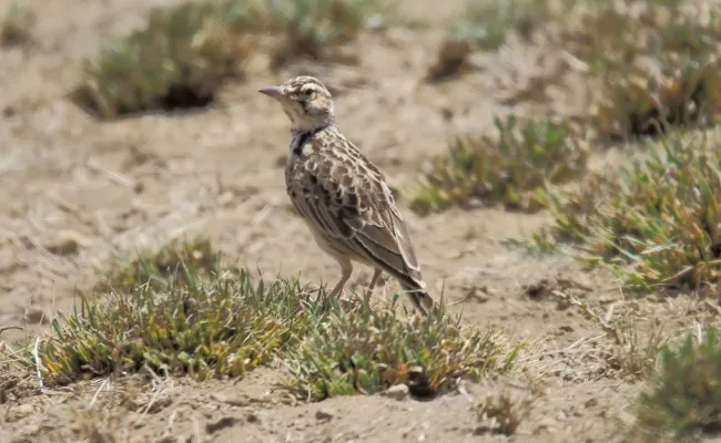 File:Short-tailed Lark (Spizocorys fremantlii) (46523391942).jpg