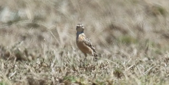 File:Beesley's Lark, Beesley's (Chersomanes beesleyi) 3 (46575626381).jpg