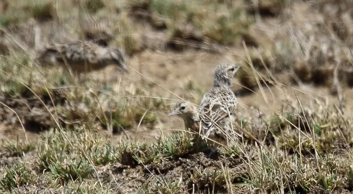 File:Beesley's Lark, Beesley's (Chersomanes beesleyi) (44757572710).jpg