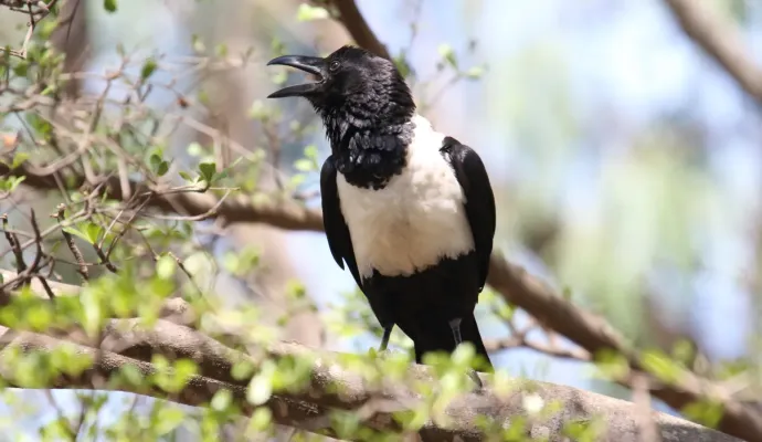 File:Pied Crow (Corvus albus) (46574963411).jpg