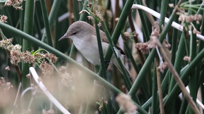 File:Lesser Swamp Warbler (Acrocephalus gracilirostris) (45851036464).jpg