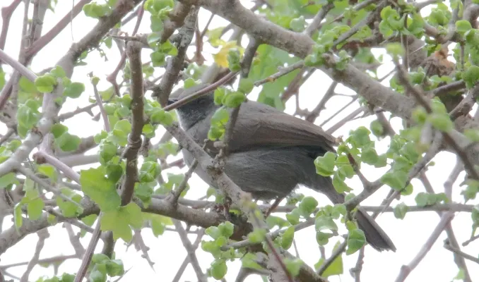File:Grey Wren-Warber (Calamonastes simplex) (46522745702).jpg