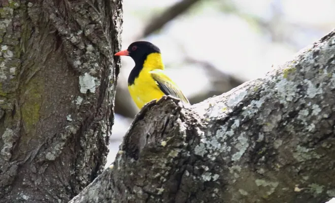 File:African Black-headed Oriole (Oriolus larvatus) (44757017870).jpg