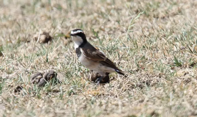 File:Capped Wheatear (Oenanthe pileata) (45665299545).jpg
