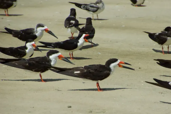 File:Black skimmer (Rynchops niger).jpg