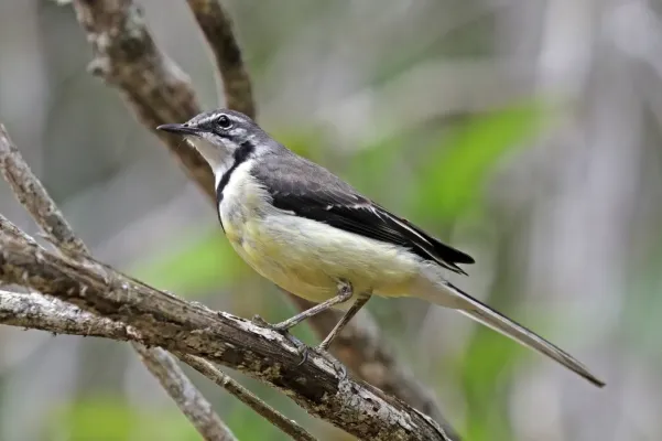 File:Madagascar wagtail (Motacilla flaviventris).jpg