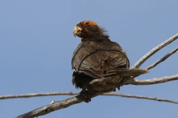 File:Greater vasa parrot (Coracopsis vasa drouardi) female, breeding plumage.jpg