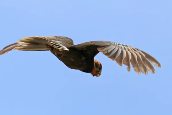 File:Greater vasa parrot (Coracopsis vasa drouardi) female in flight.jpg