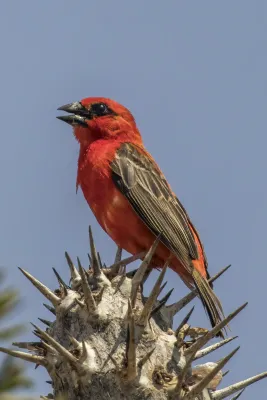 File:Madagascar fody (Foudia madagascariensis).jpg