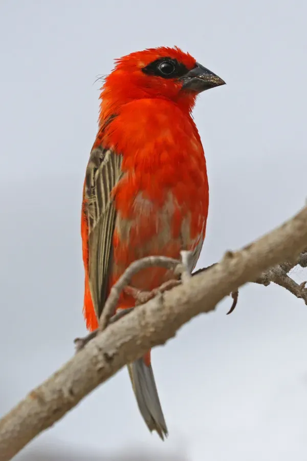 File:Madagascar fody (Foudia madagascariensis) male, transition into breeding plumage.jpg