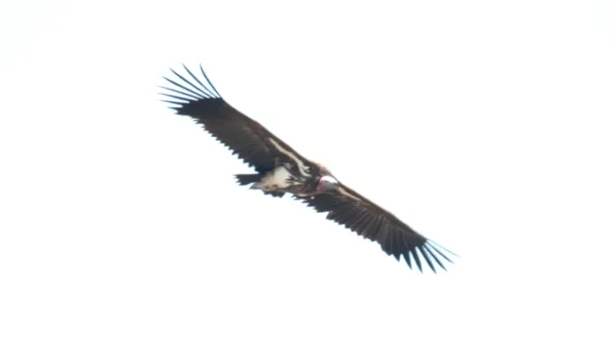 File:Lappet-faced Vulture (Torgos tracheliotos) (45866060604).jpg
