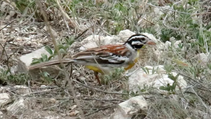 File:Somali Golden-breasted Bunting (Emberiza poliopleura) (46589571931).jpg