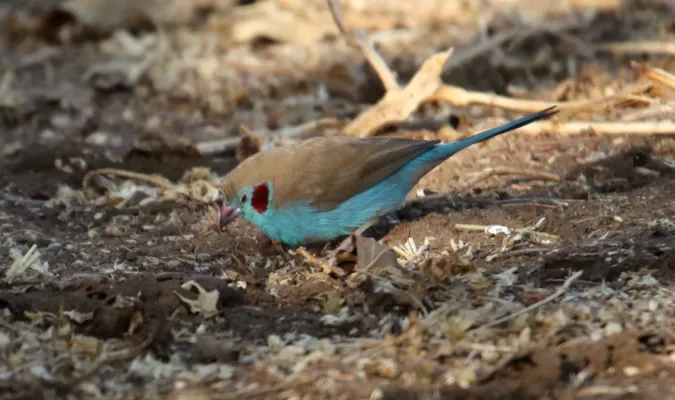 File:Red-cheeked Cordon-Bleu (Uraeginthus bengalus) (31648662997).jpg