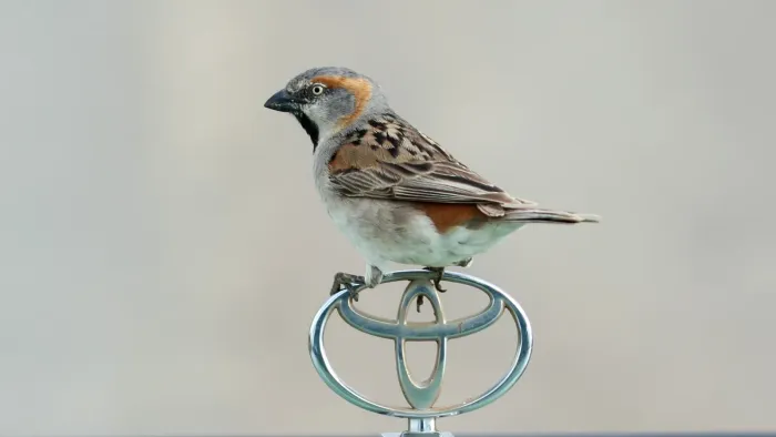 File:Kenya Rufous Sparrow (Passer rufocinctus) (46589582391).jpg